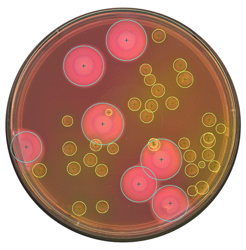 预训练的Scan Ai模型。