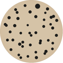 Scan Ai, TSC 培养基模型